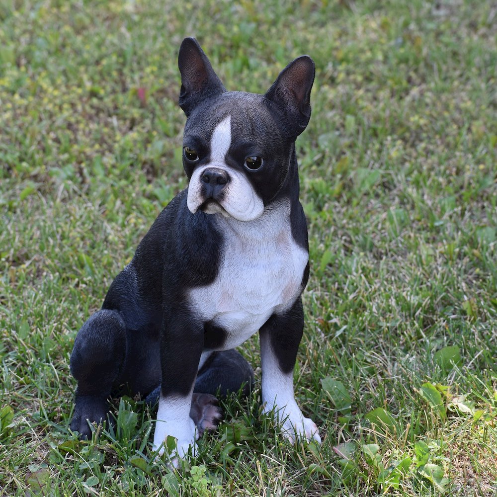 Boston Terrier. Picture 6