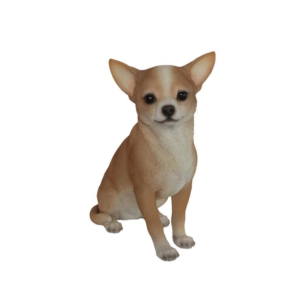 Sitting Chihuahua. Picture 2