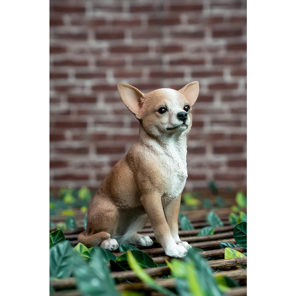 Sitting Chihuahua. Picture 3