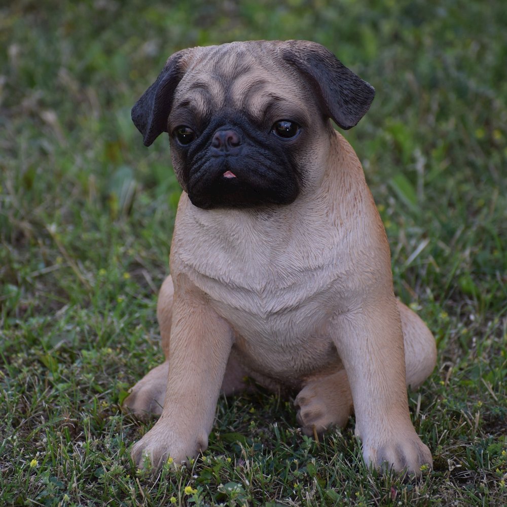 Sitting Pug. Picture 5