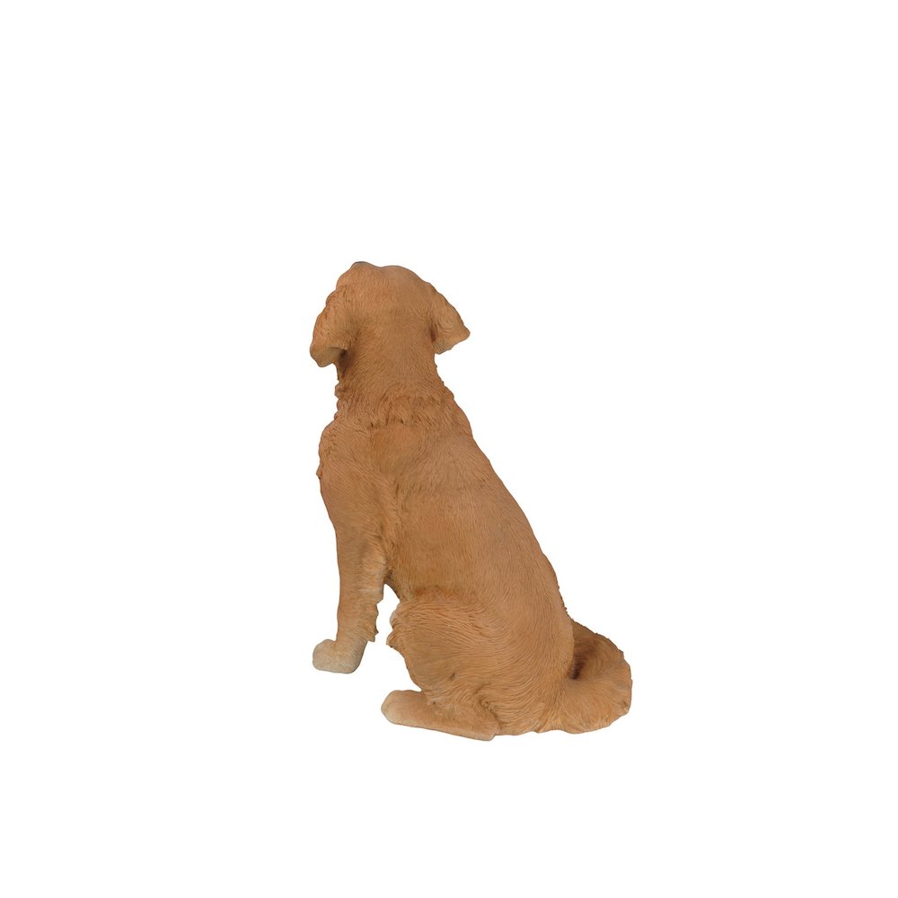 Sitting Golden Retriever. Picture 4