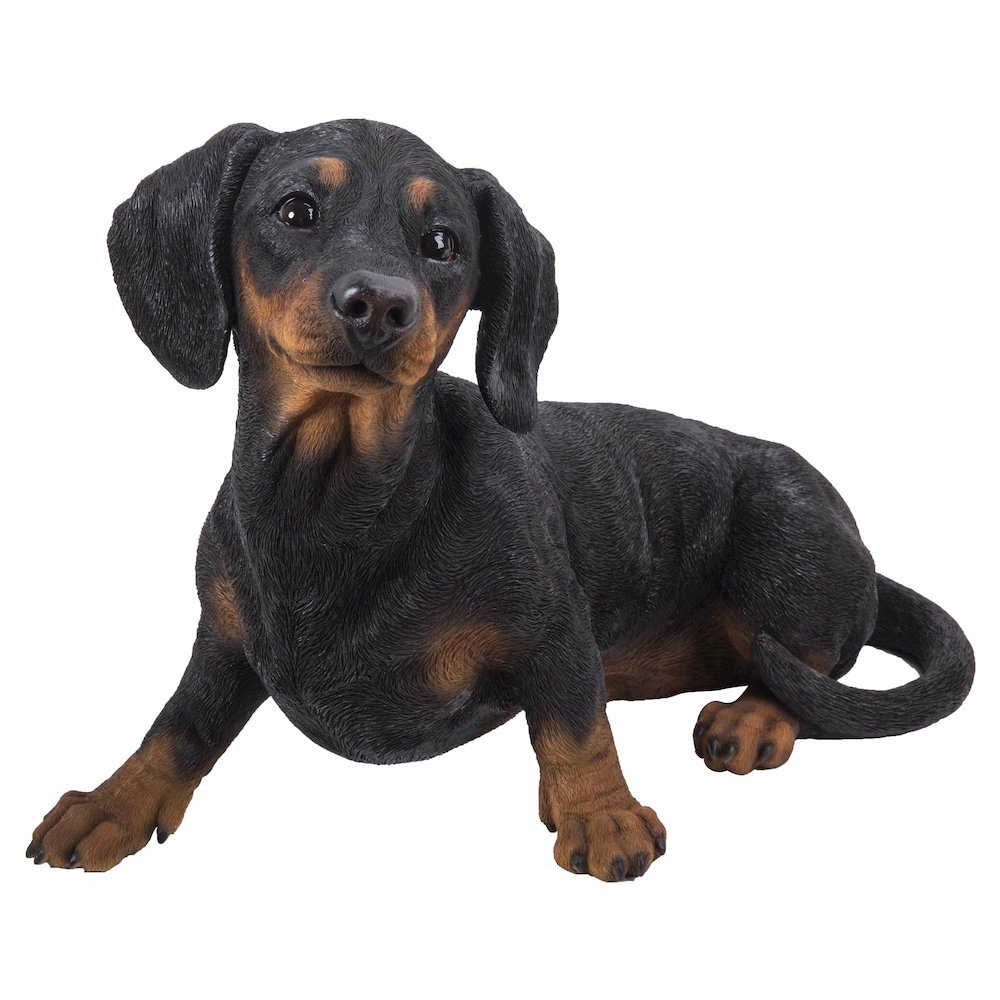 Dachshund. Picture 4