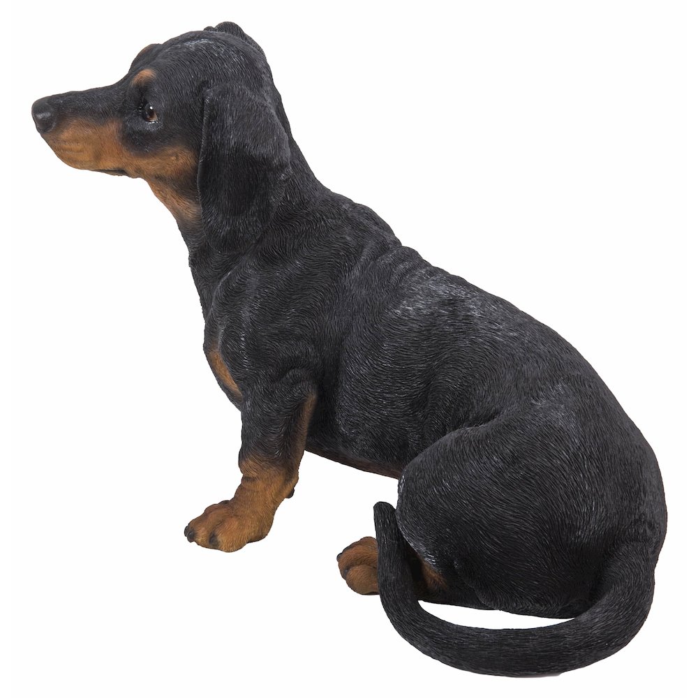 Dachshund. Picture 3