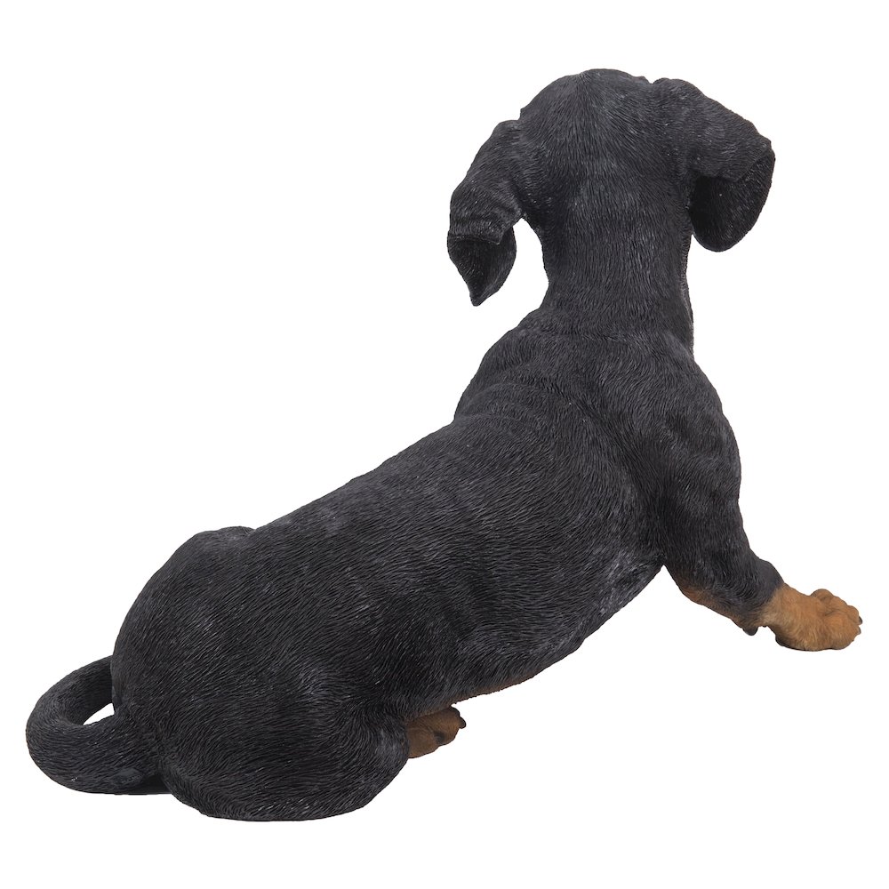 Dachshund. Picture 5