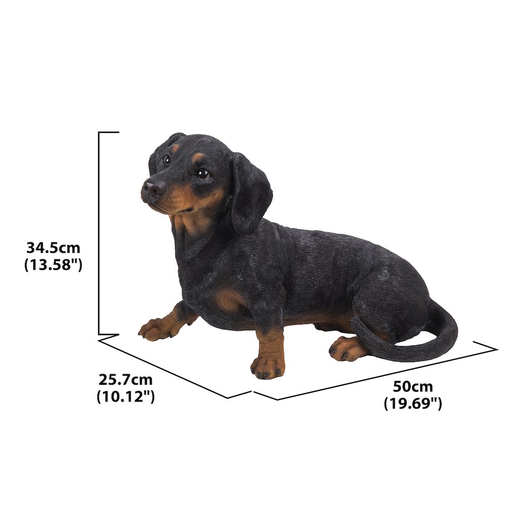Dachshund. Picture 6