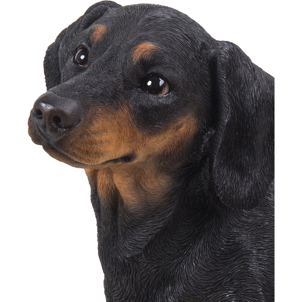 Dachshund. Picture 2