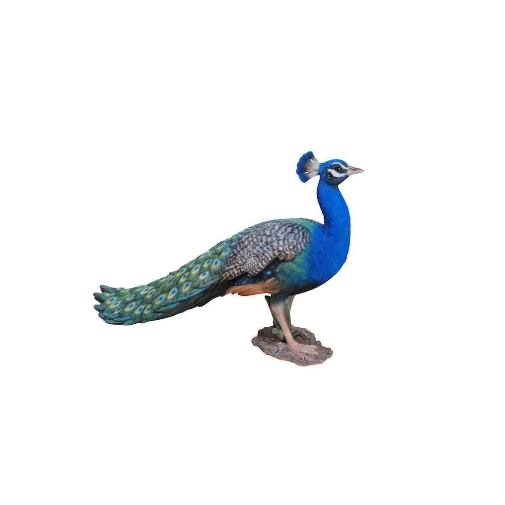 Peacock. Picture 3