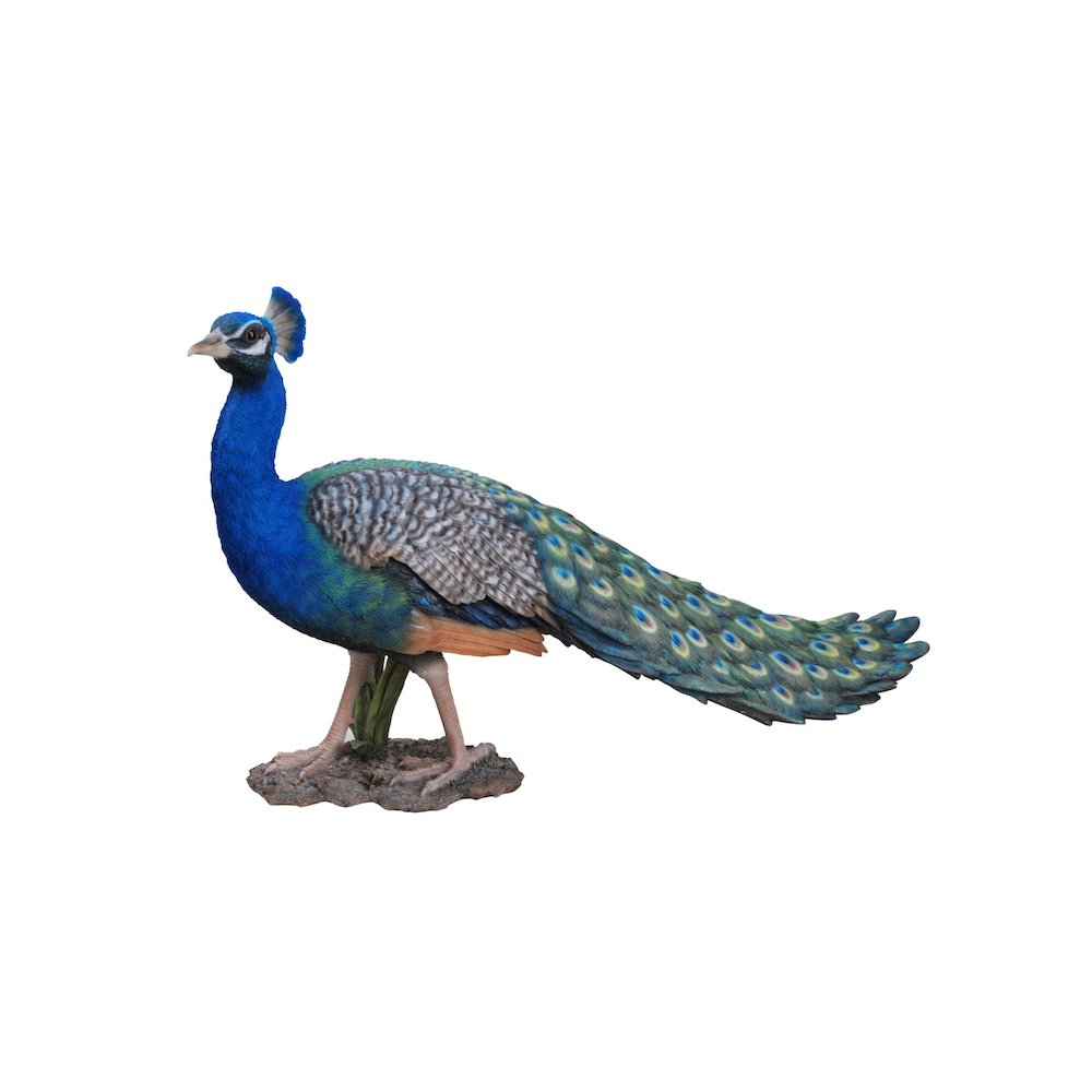 Peacock. Picture 2