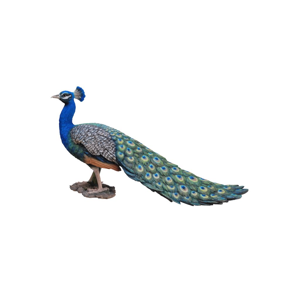Peacock. Picture 1