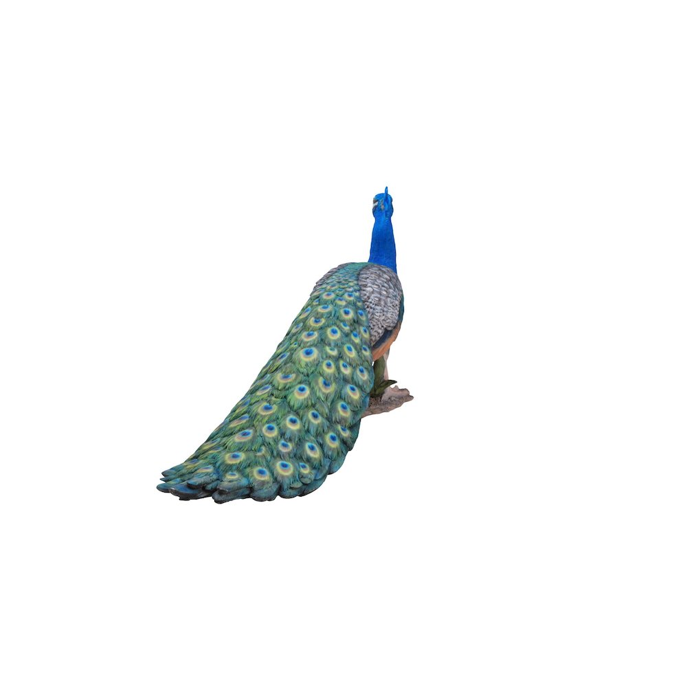 Peacock. Picture 4