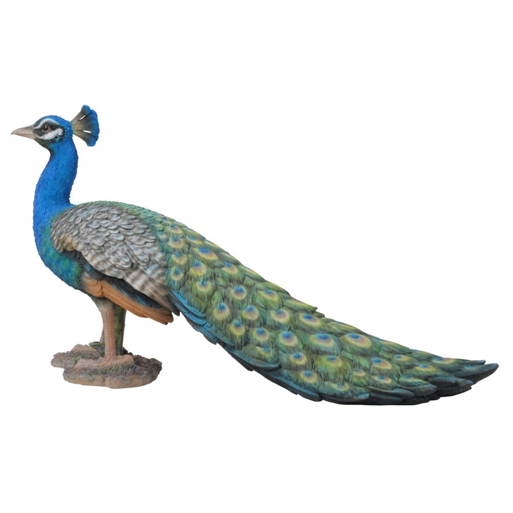 Small Peacock. Picture 4