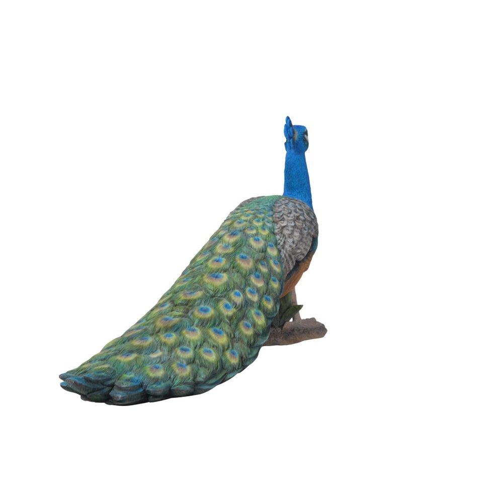 Small Peacock. Picture 1