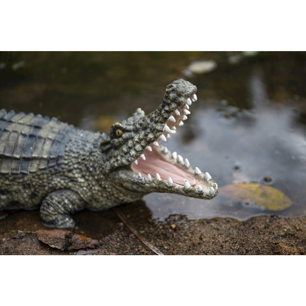 Crocodile with Mouth Open Up. Picture 5