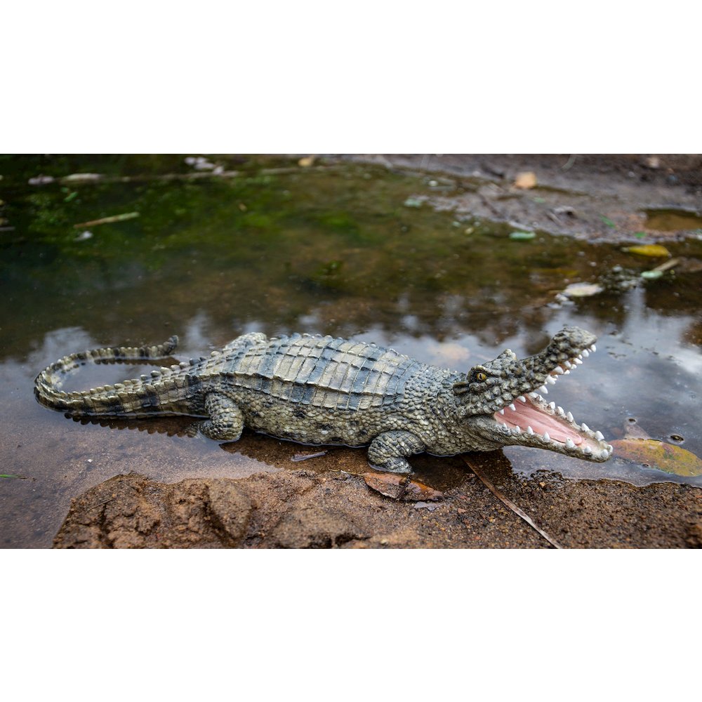 Crocodile with Mouth Open Up. Picture 7