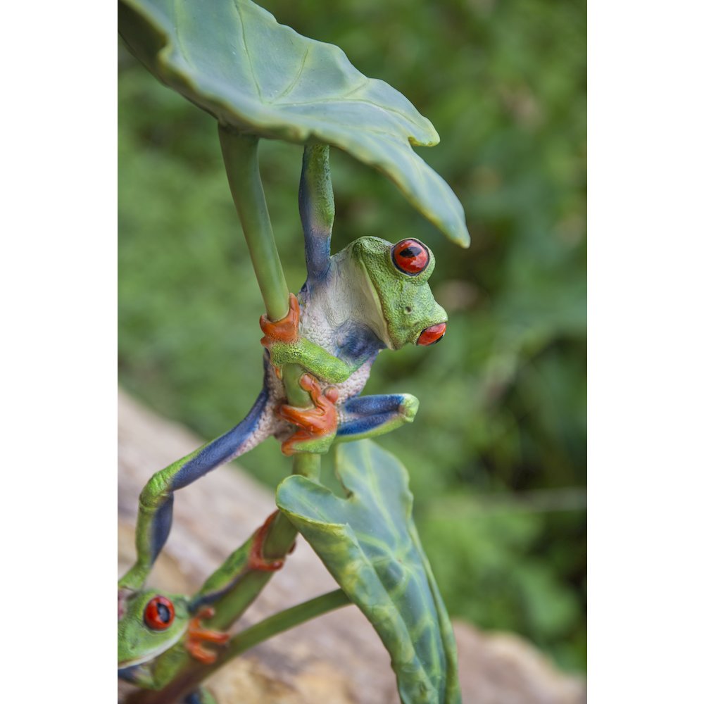 Lotus Leaf with Red-Eyed Tree Frog. Picture 6