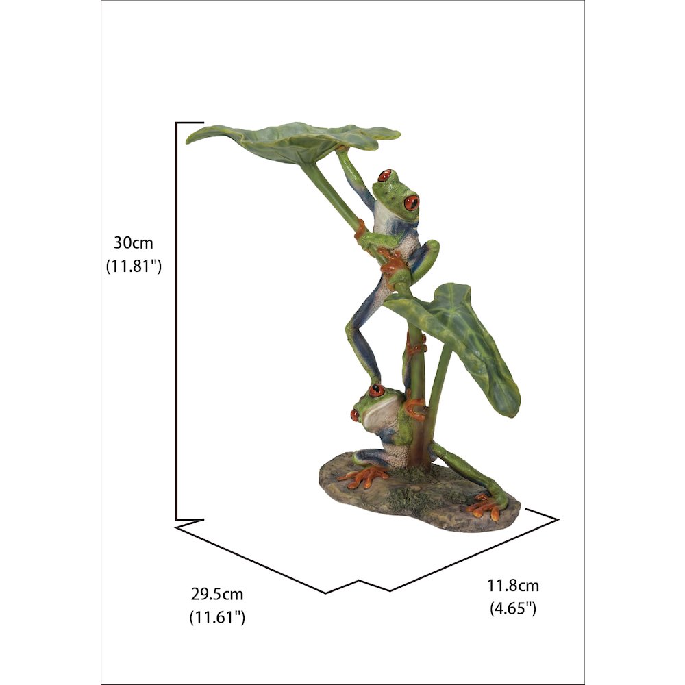 Lotus Leaf with Red-Eyed Tree Frog. Picture 5