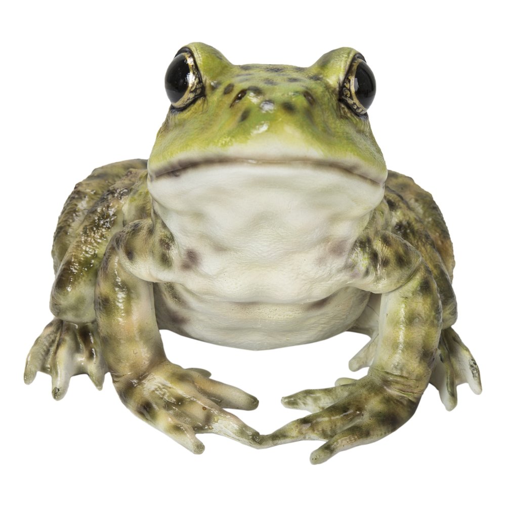 American Bullfrog. Picture 2