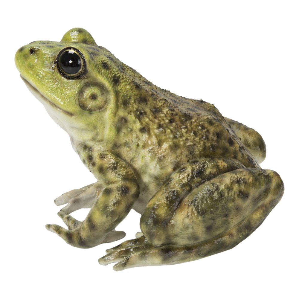 American Bullfrog. Picture 1