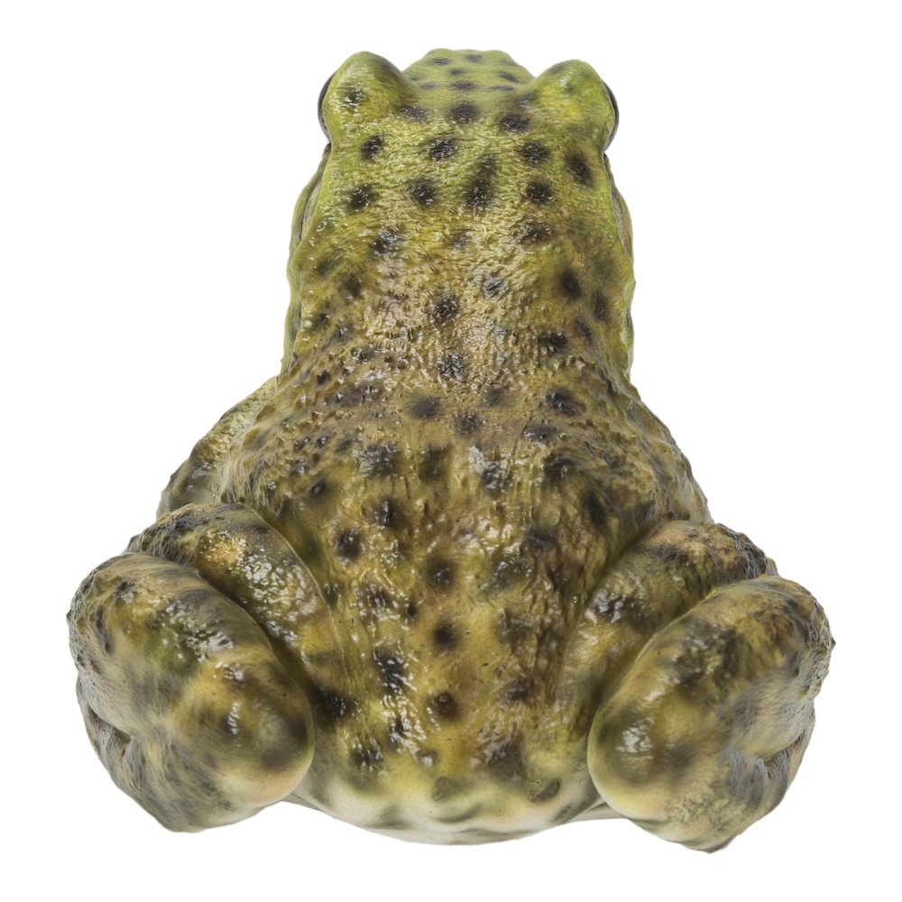 American Bullfrog. Picture 4