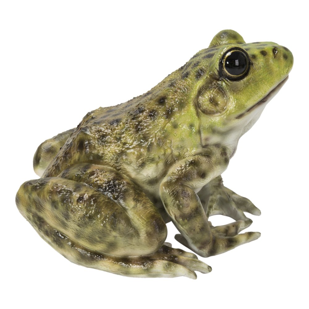 American Bullfrog. Picture 3