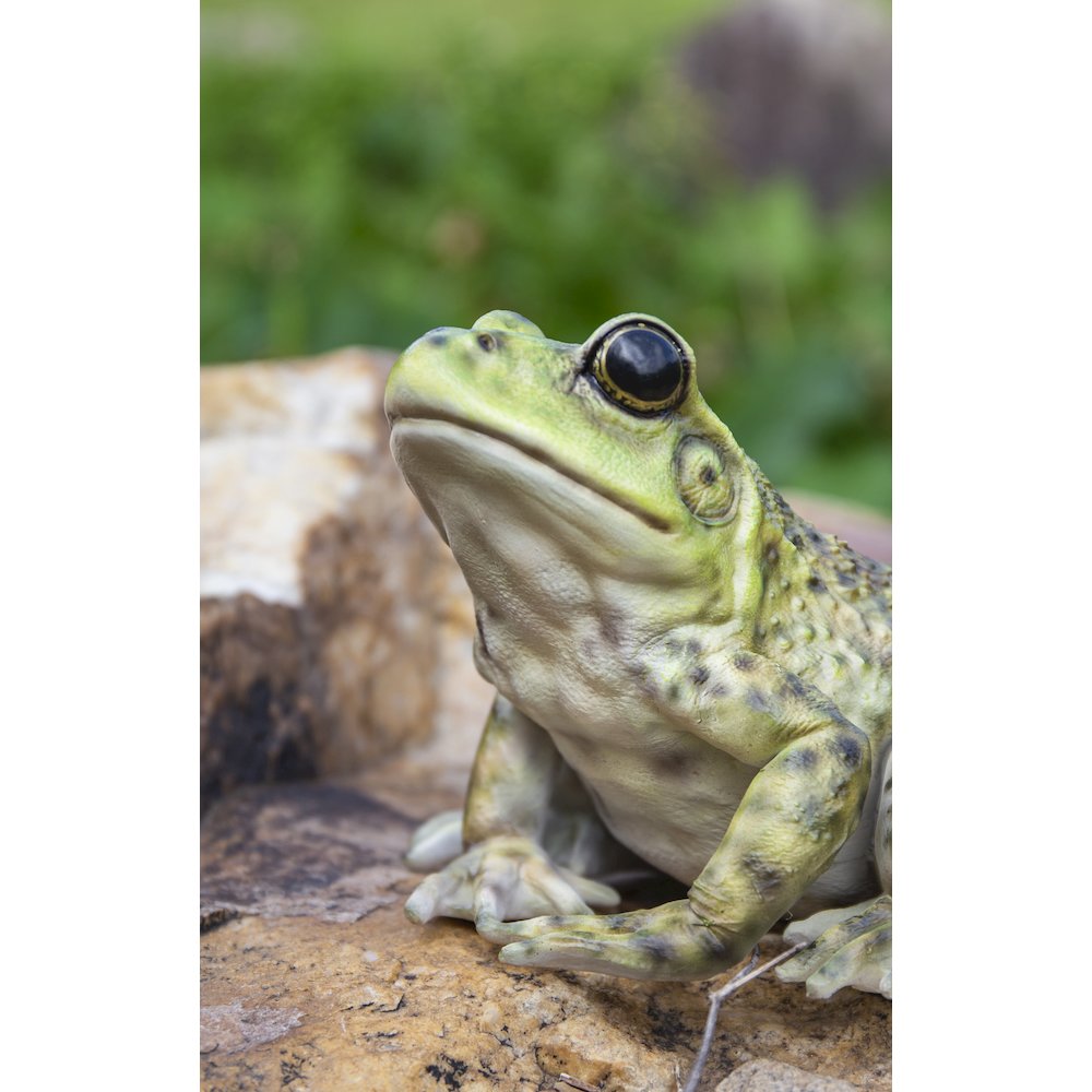 American Bullfrog. Picture 6