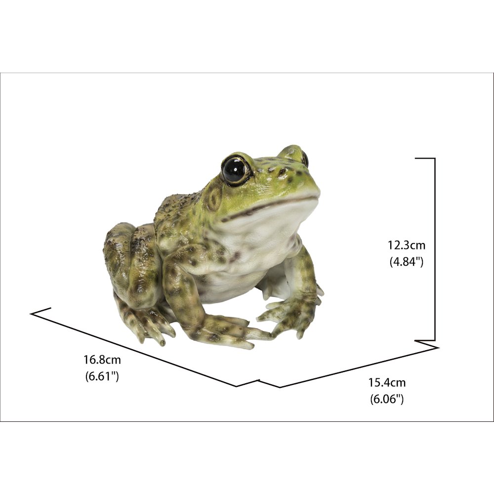 American Bullfrog. Picture 5