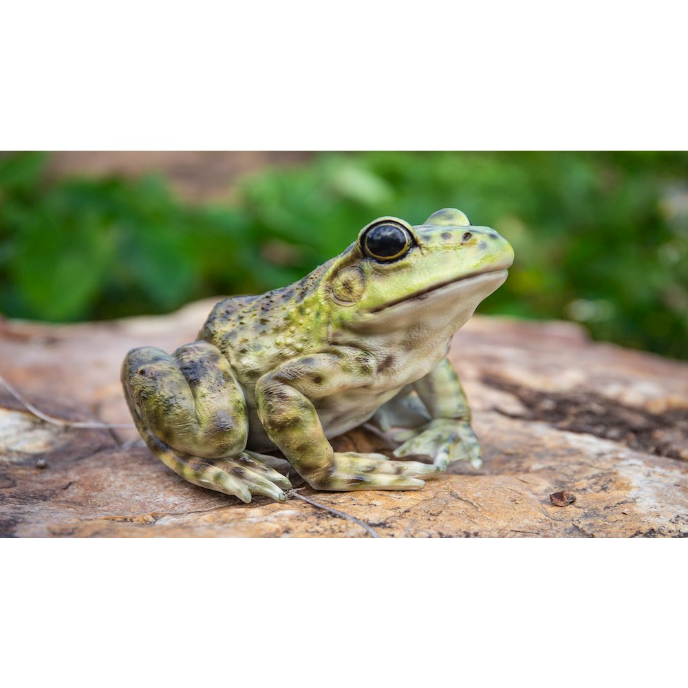 American Bullfrog. Picture 7