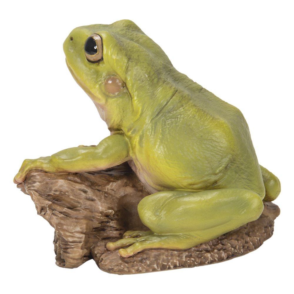 White'S Tree Frog. Picture 3