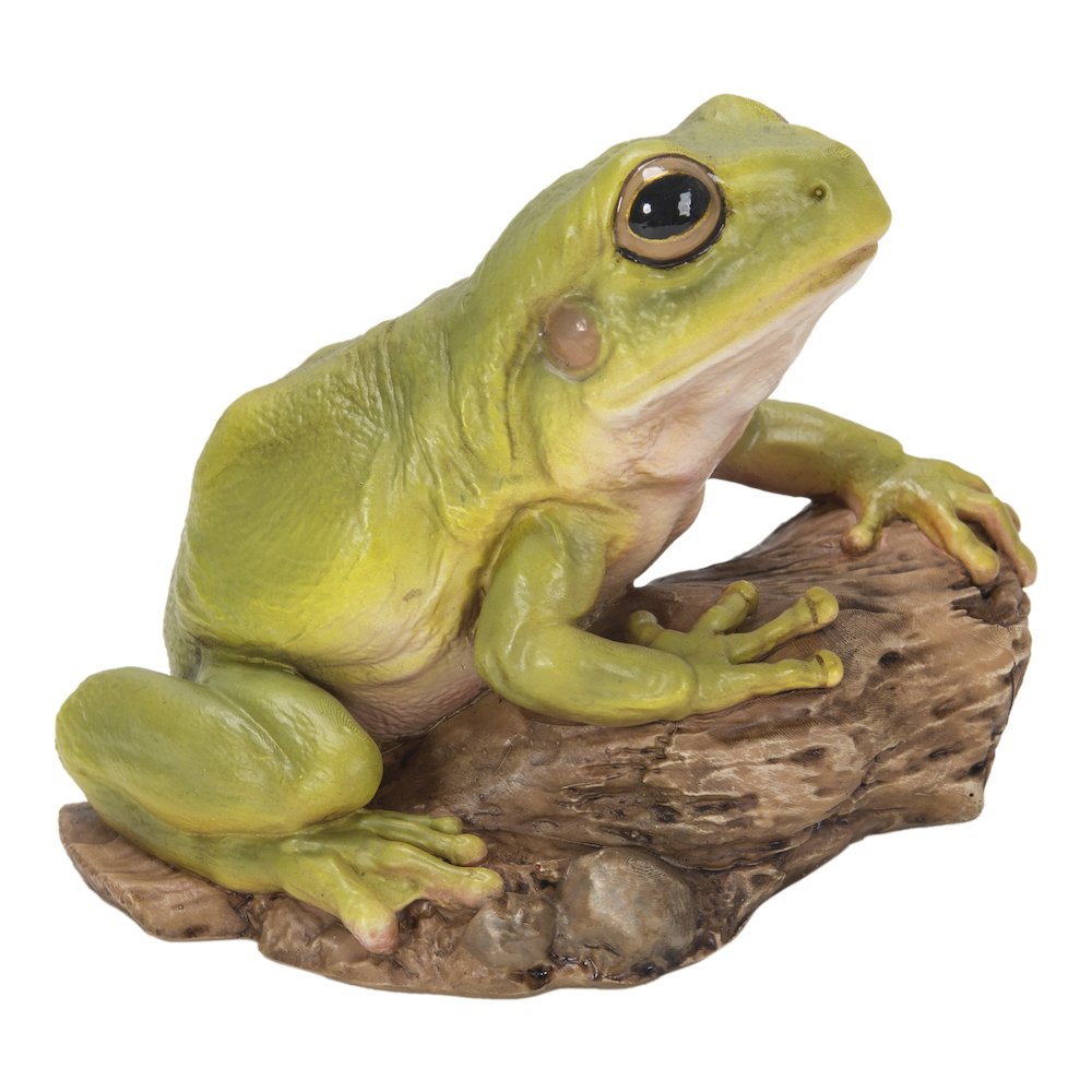 White'S Tree Frog. Picture 2