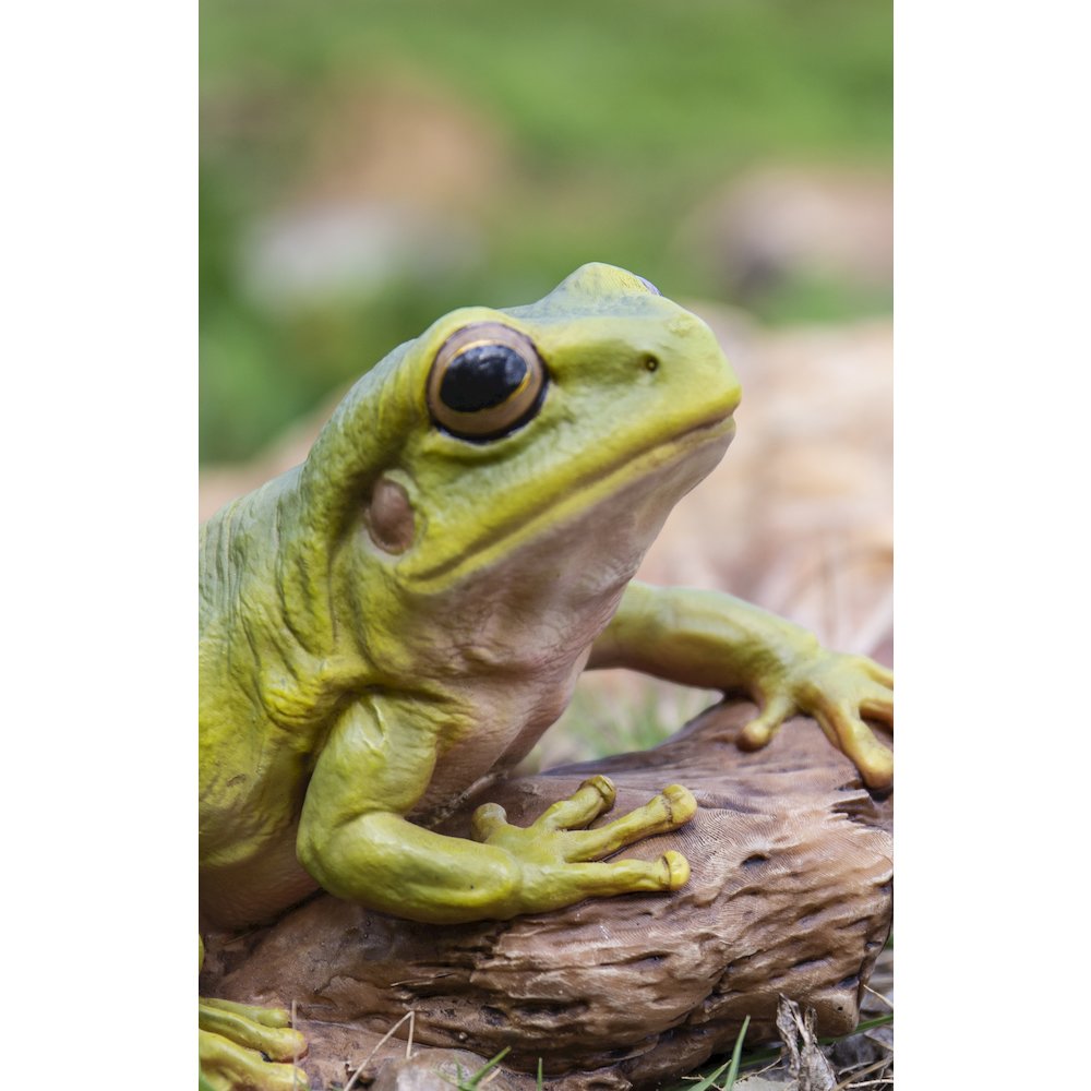 White'S Tree Frog. Picture 6