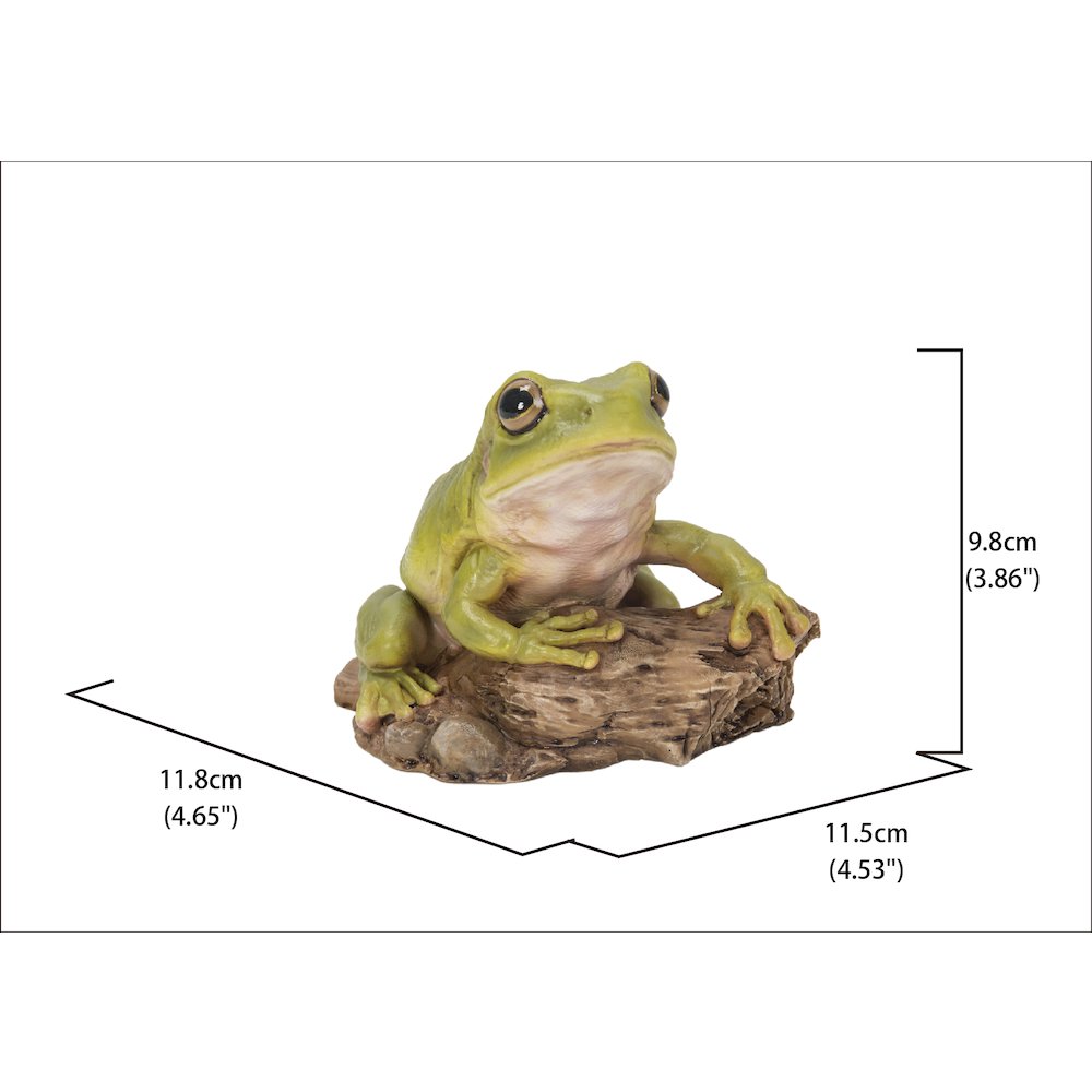 White'S Tree Frog. Picture 5