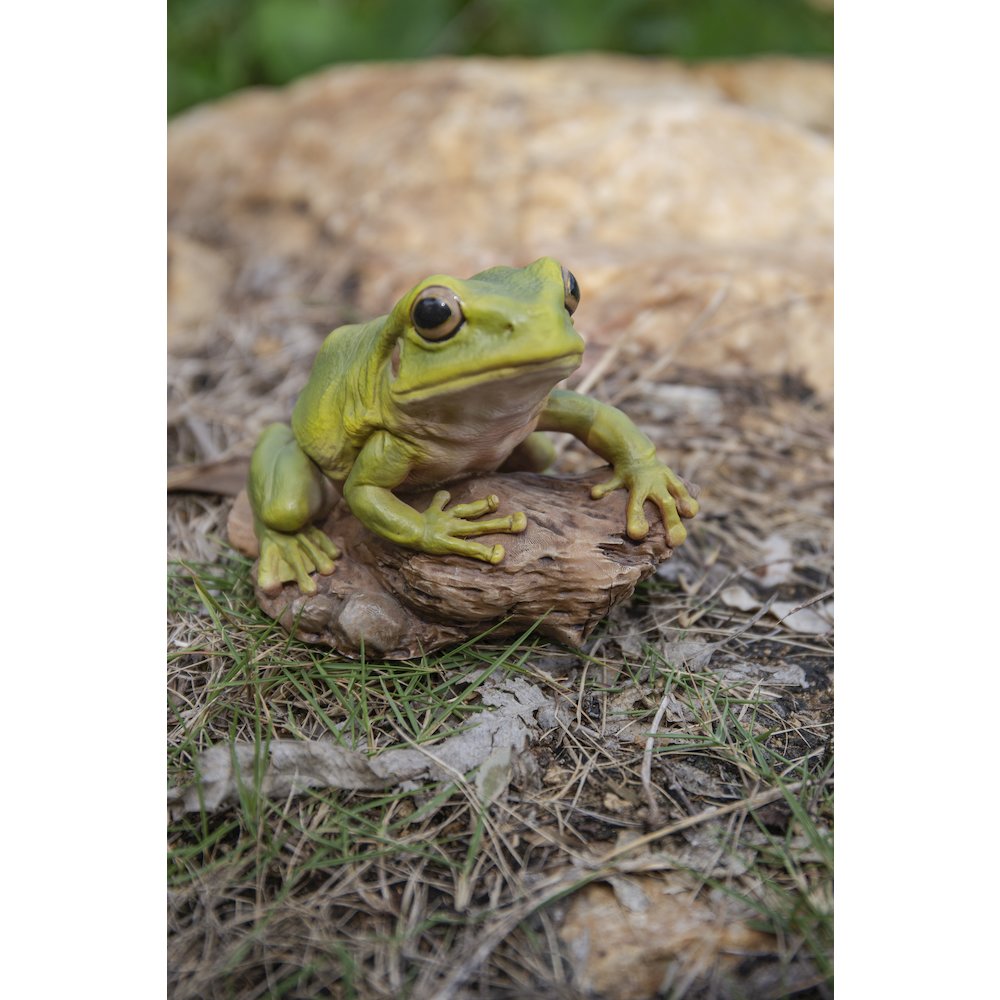 White'S Tree Frog. Picture 7