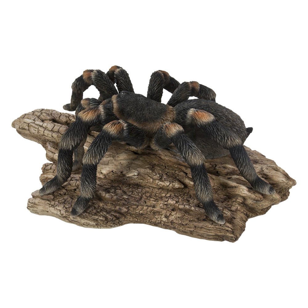 Tarantula. Picture 1