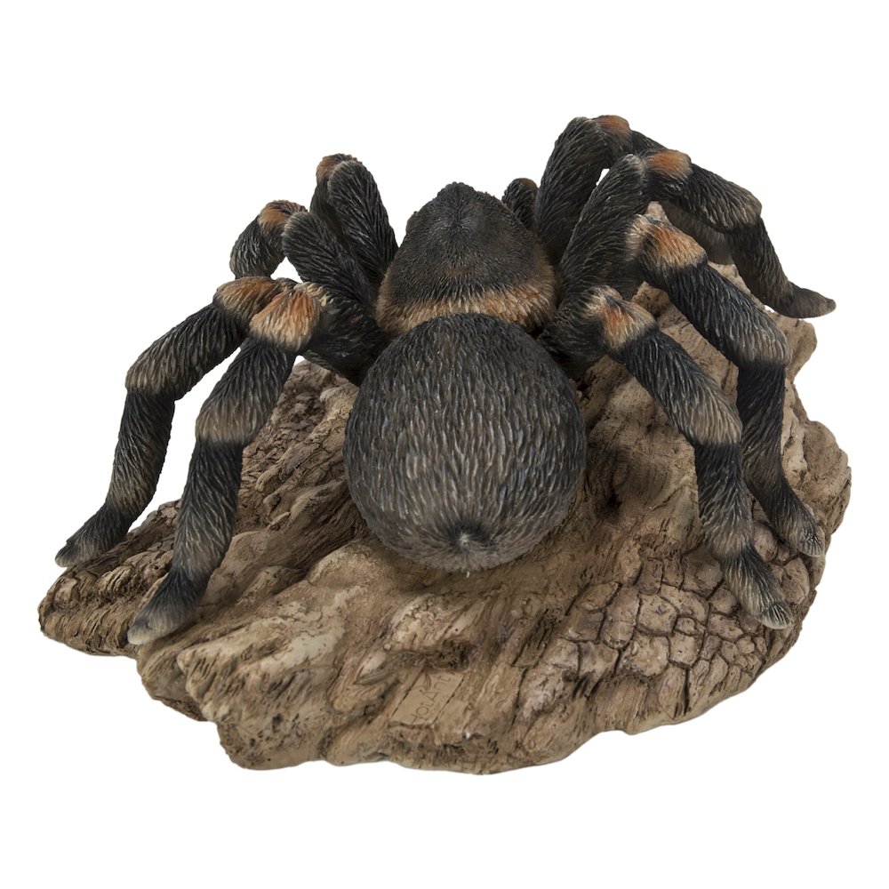 Tarantula. Picture 3