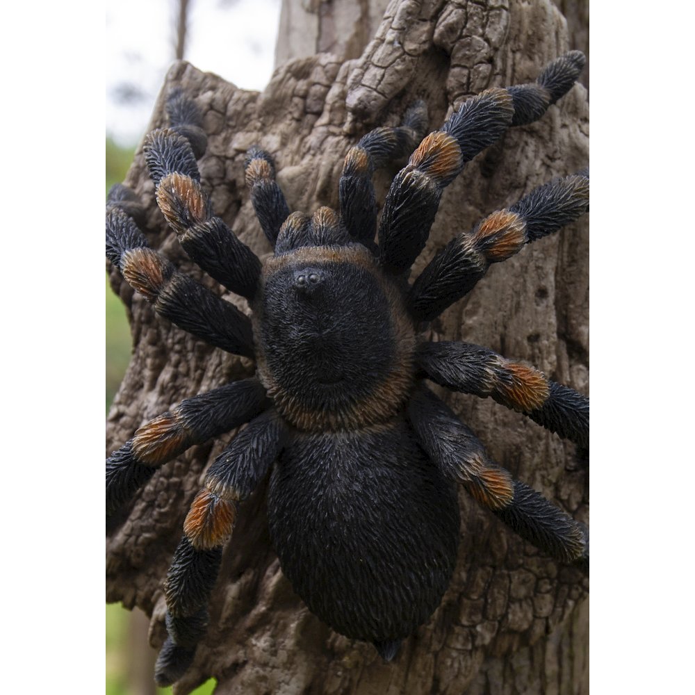 Tarantula. Picture 5