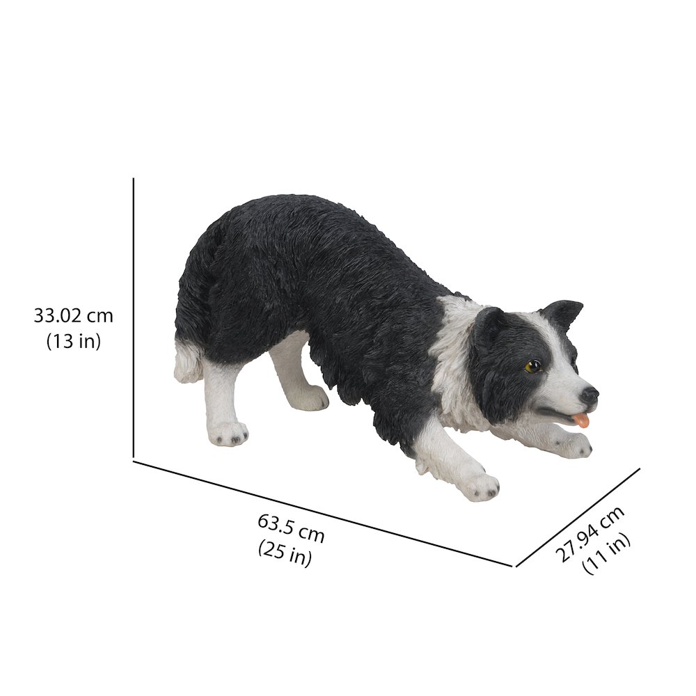 Dog-Border Collie. Picture 1