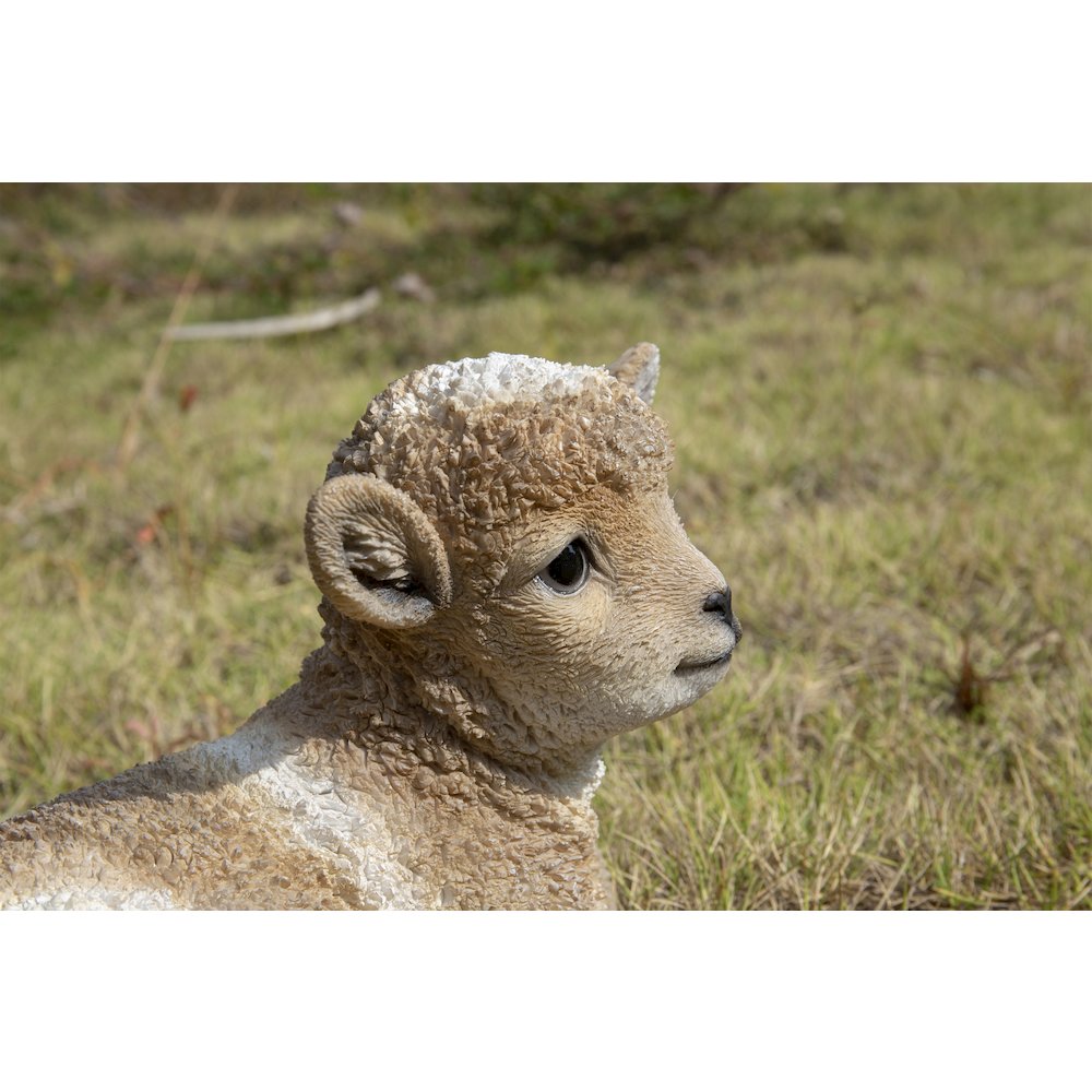 Small Brown & White Baby Lamb Lying Down. Picture 5