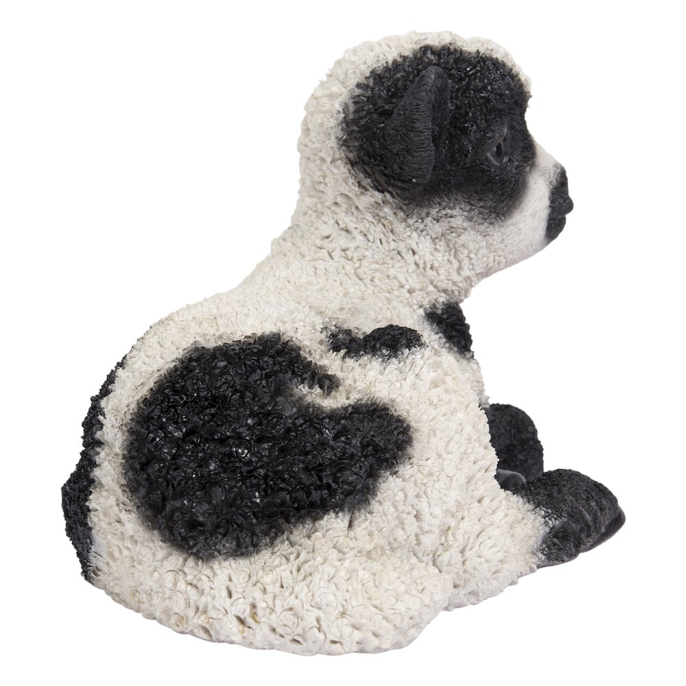 Small Black & White Baby Lamb Lying Down. Picture 4