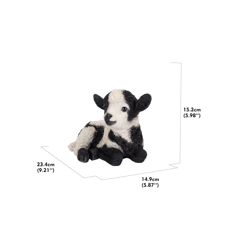 Small Black & White Baby Lamb Lying Down. Picture 1