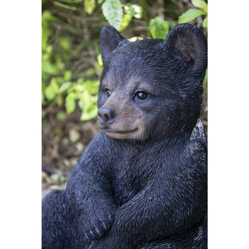 Sitting Black Bear Cub. Picture 6