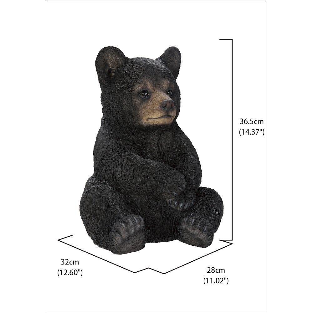 Sitting Black Bear Cub. Picture 5