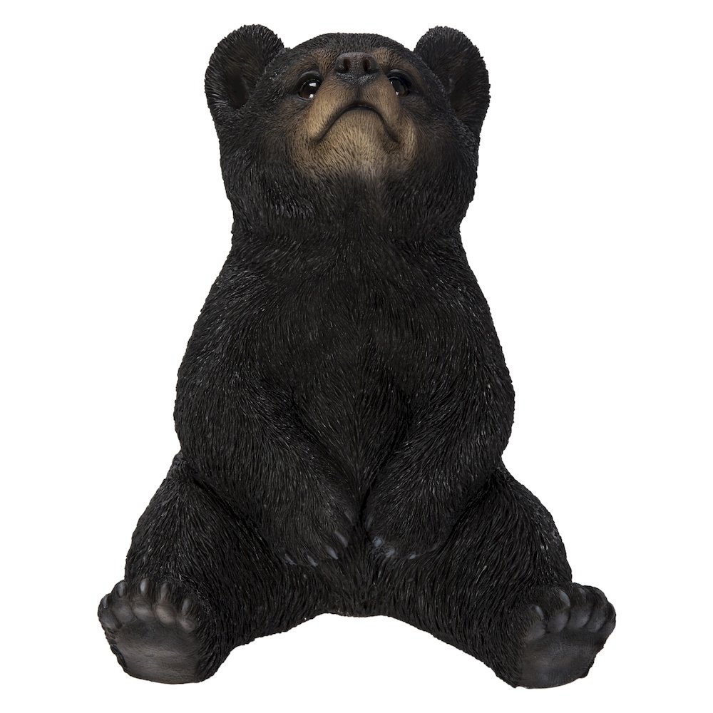 Sitting Black Bear Cub with Head Up. Picture 2