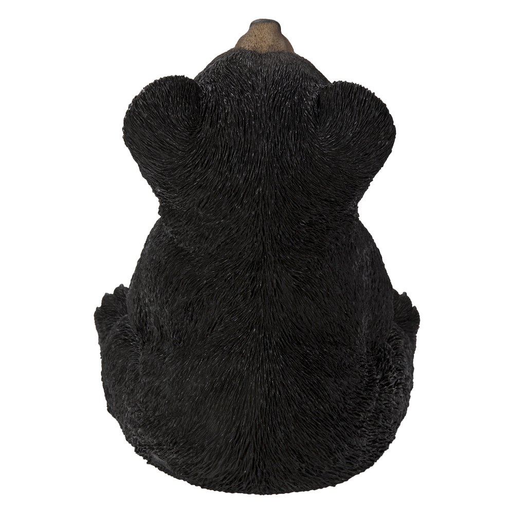 Sitting Black Bear Cub with Head Up. Picture 4
