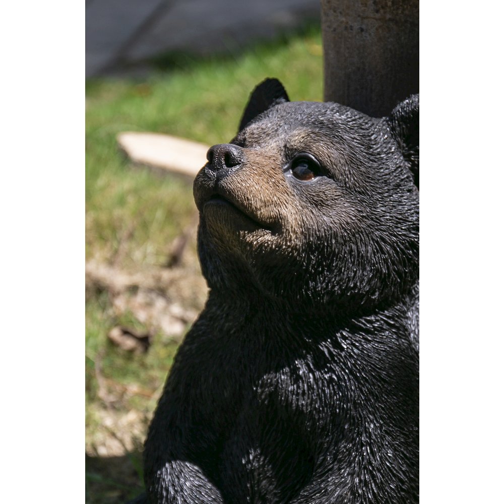 Sitting Black Bear Cub with Head Up. Picture 6