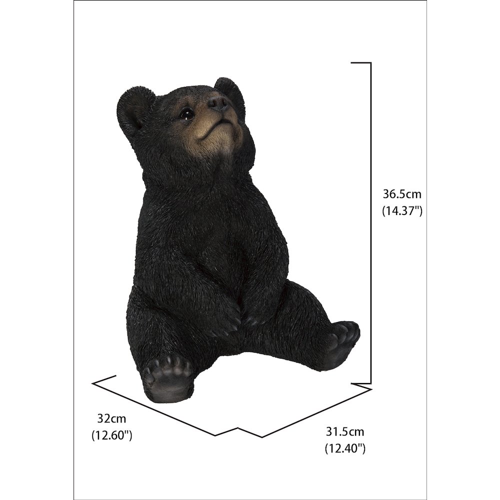 Sitting Black Bear Cub with Head Up. Picture 5