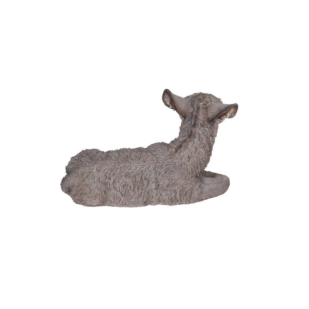 Medium Donkey Foal Lying Down. Picture 4