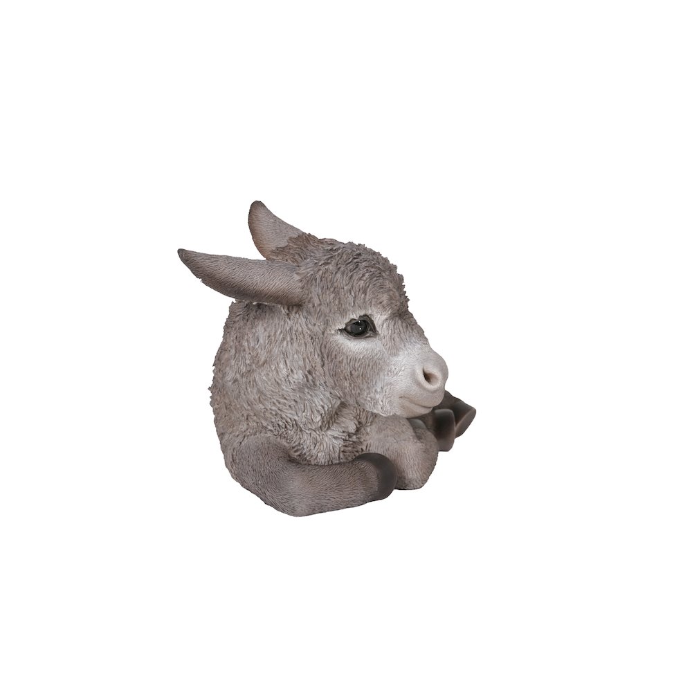 Medium Donkey Foal Lying Down. Picture 1