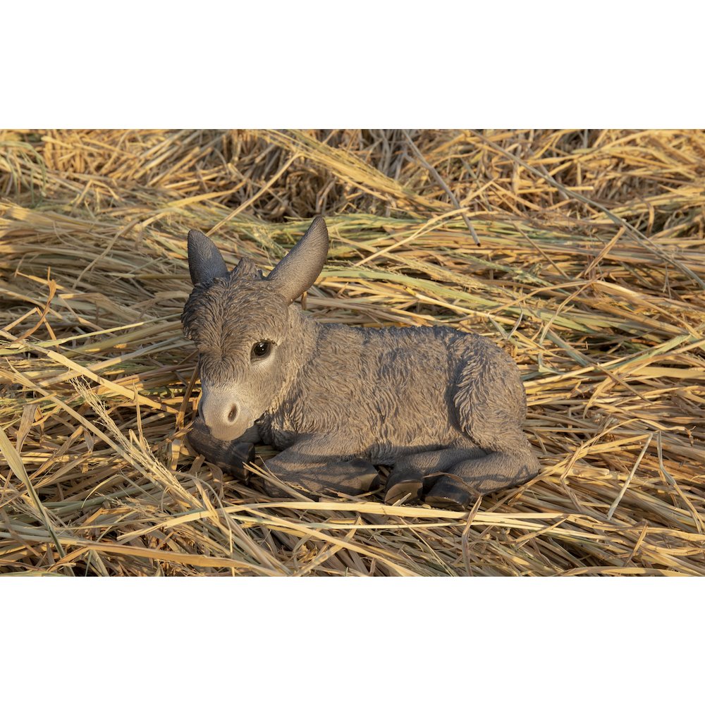 Medium Donkey Foal Lying Down. Picture 7