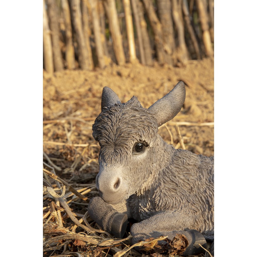 Medium Donkey Foal Lying Down. Picture 6