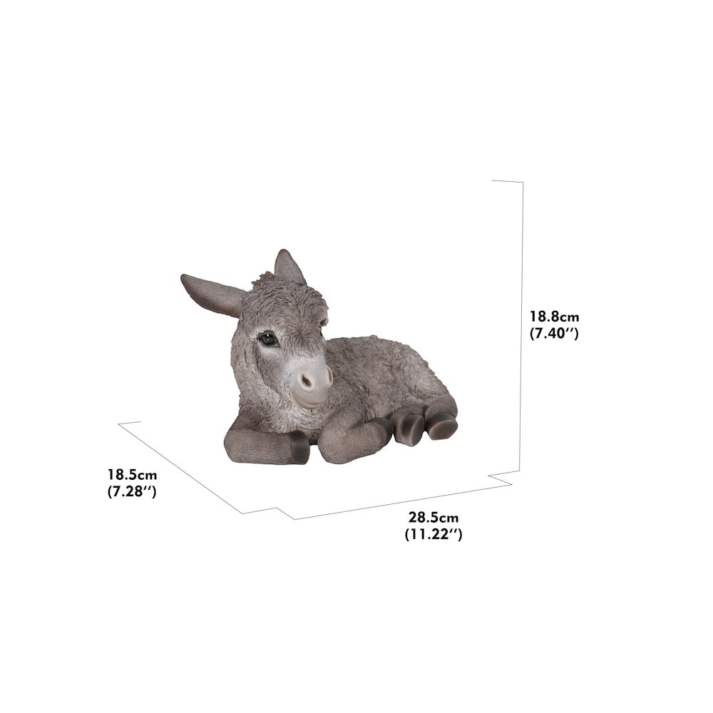Medium Donkey Foal Lying Down. Picture 5